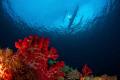   end dive this outrigger appeared surface  